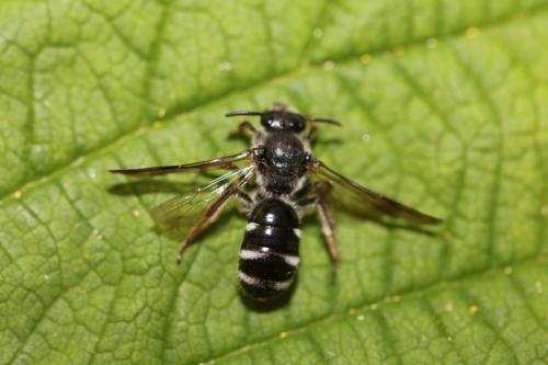 Réf. 270 665 : Lasioglossum sexnotatum